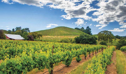 What's New In... Sonoma County