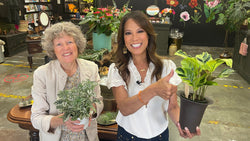 Collection of Tips to Help Indoor Plants Thrive During Fall in a gallery layout