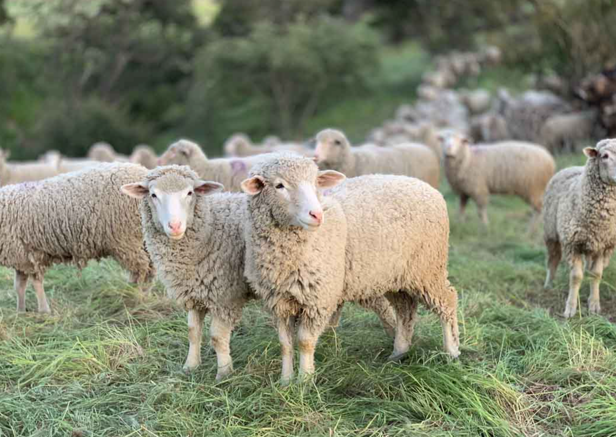 Image of JG Switzer Workshops | North Bay Bohemian